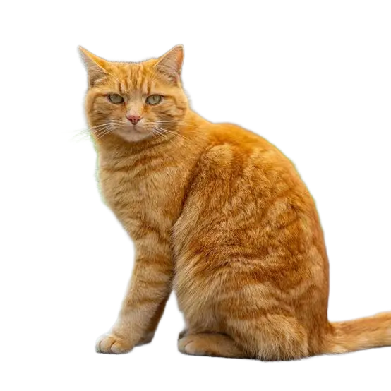 Background removal sample 4